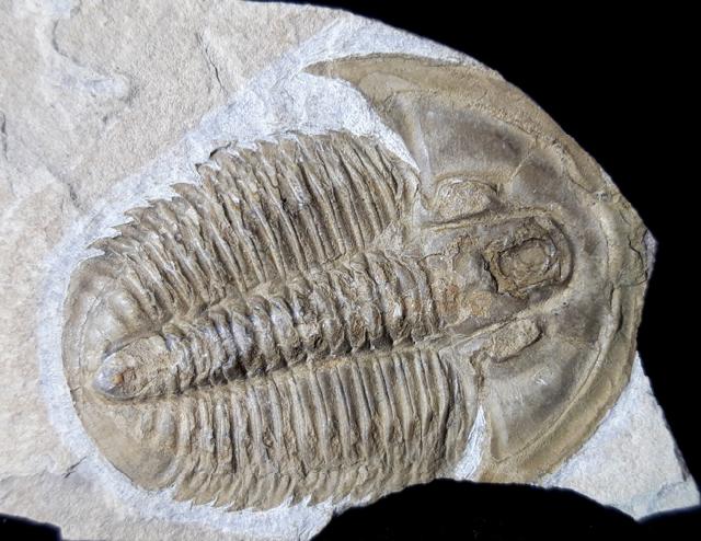 Proasaphiscus rigidus (JEGOROVA & SAVITZKY 1968) - Bild © FossNet FossilienStore